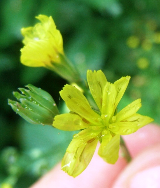 Lapsana communis